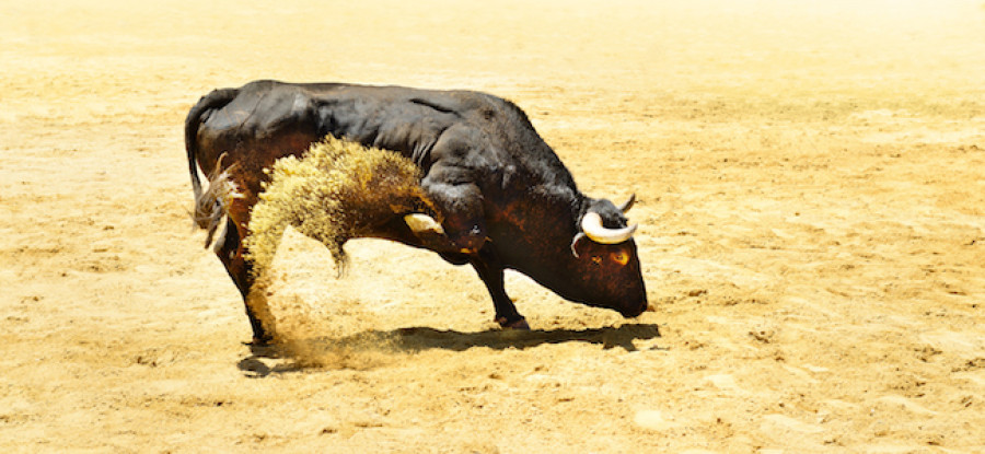 Bull waiting to charge