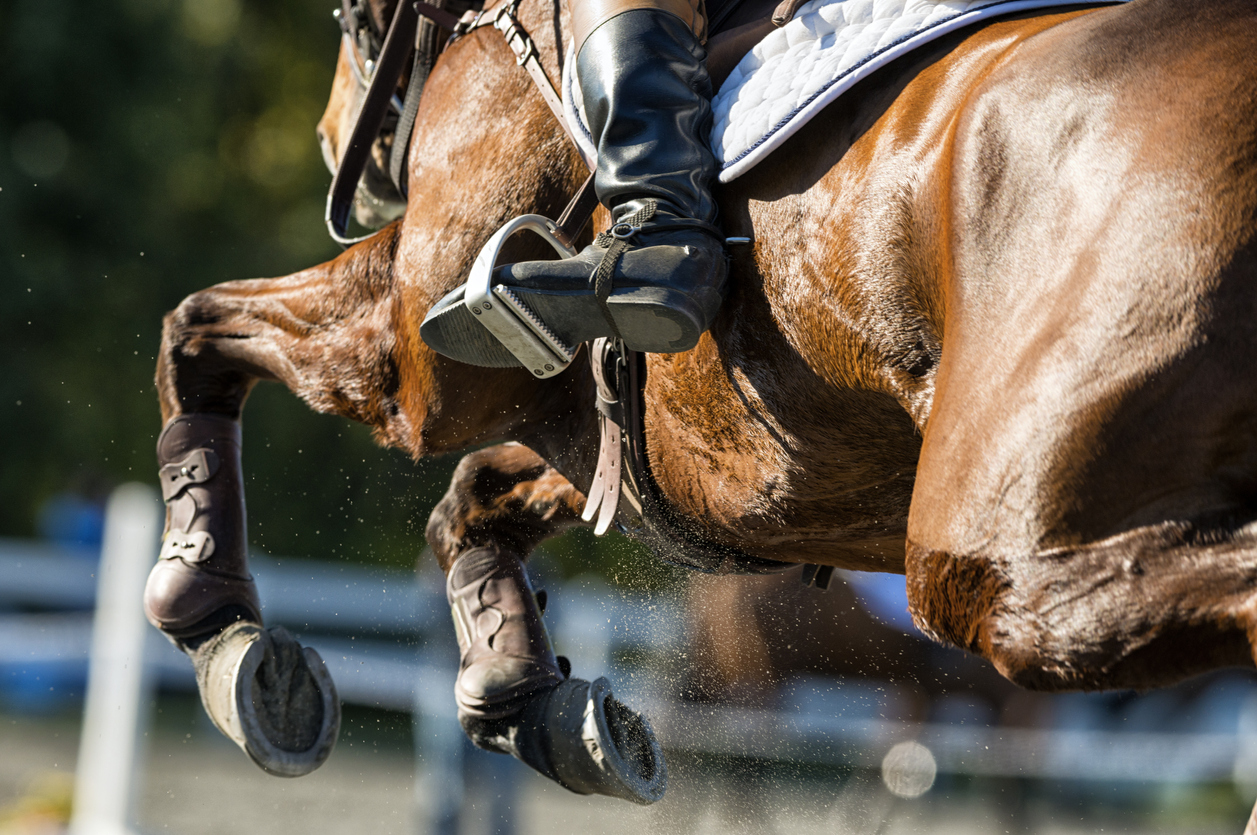 Show Jumper Horse