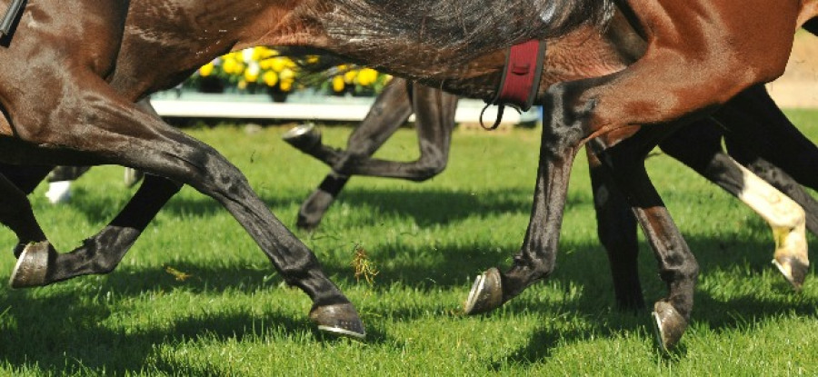 Horseracing Legs