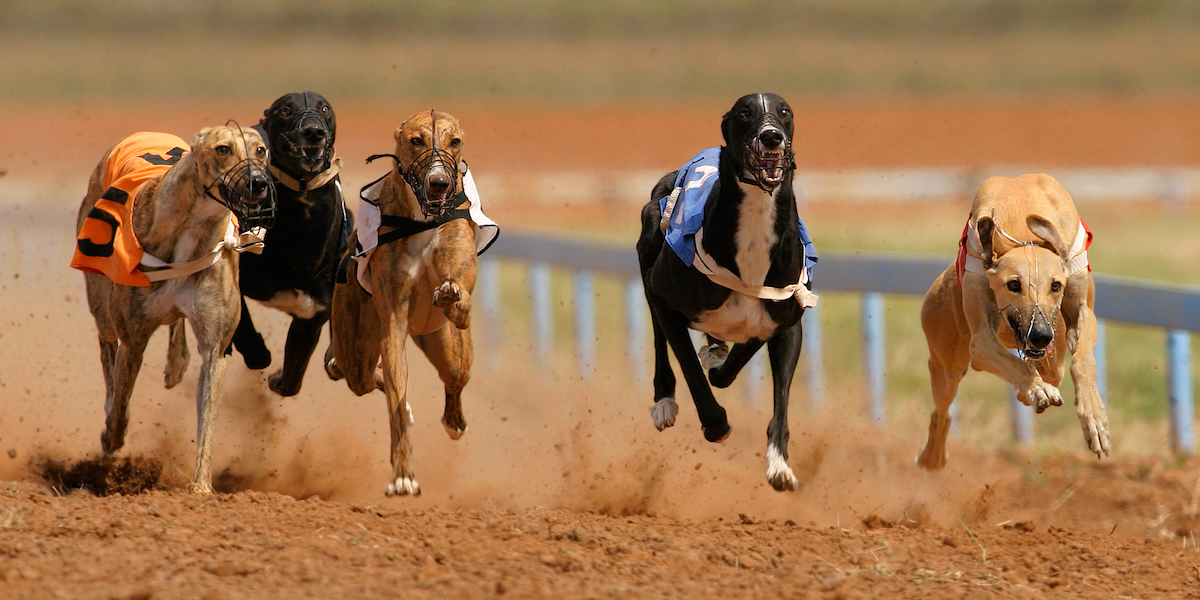 Greyhounds sprinting